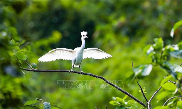 La réserve naturelle submergée de Vân Long, dans la province septentrionale de Ninh Binh, reconnue comme le 9e site Ramsar du Vietnam. Photo : VNA. La réserve naturelle submergée de Vân Long, dans la province septentrionale de Ninh Binh, reconnue comme le 9e site Ramsar du Vietnam. Photo : VNA.