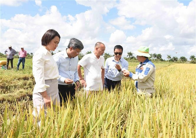 L'ambassadeur du Vietnam, Lê Quang Long (2e de gauche à droite), visite un champ rizière. Photo : VNA. L'ambassadeur du Vietnam, Lê Quang Long (2e de gauche à droite), visite un champ rizière. Photo : VNA.