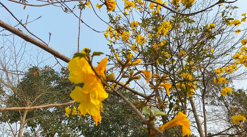 Les fleurs de Tabebuia séduisent par son élégance discrète et la brièveté de sa floraison.