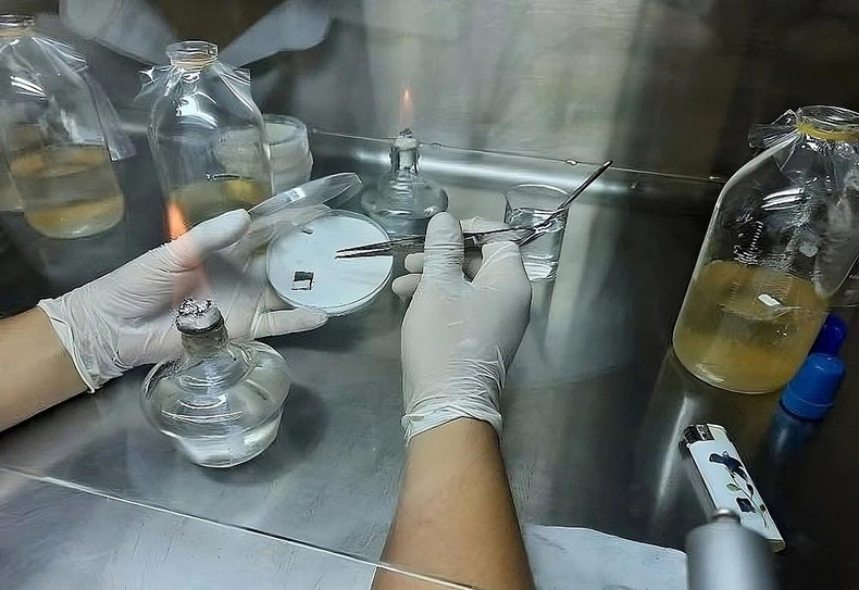 Culture de mycélium pour la production de cuir biologique. Photo : VnExpress.