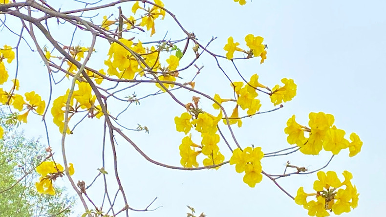 Une fois écloses, les fleurs de Tabebuia arborent une couleur jaune vif et poussent en grappes, semblables à de petites trompettes.