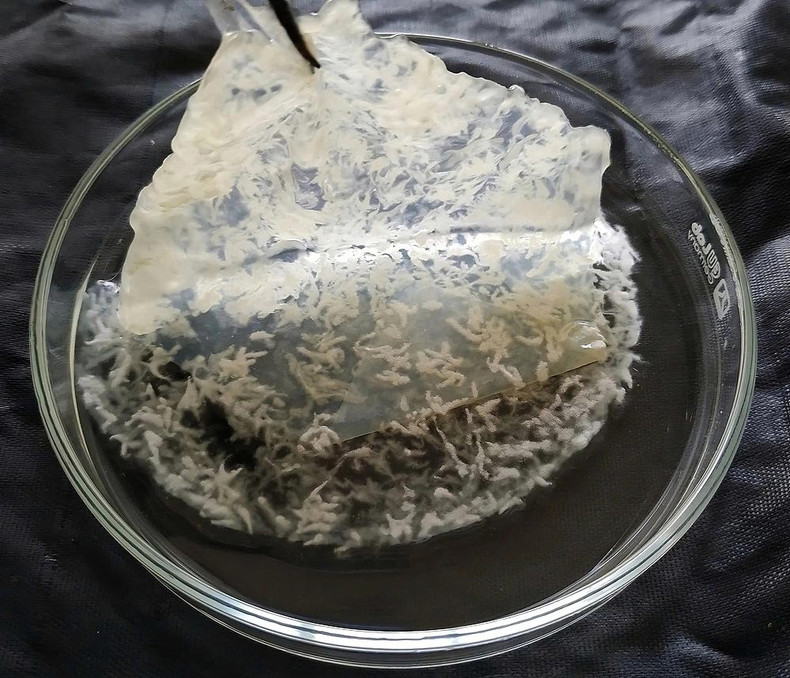 Cuir biologique issu de mycélium et de cellulose bactérienne en culture. Photo : VnExpress.