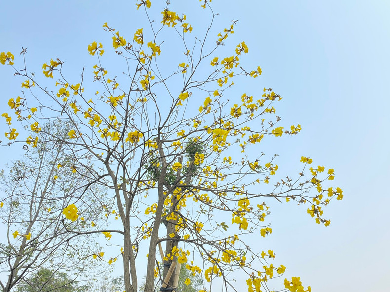 Le Tabebuia s’impose peu à peu comme une nouvelle signature florale du printemps hanoïen.