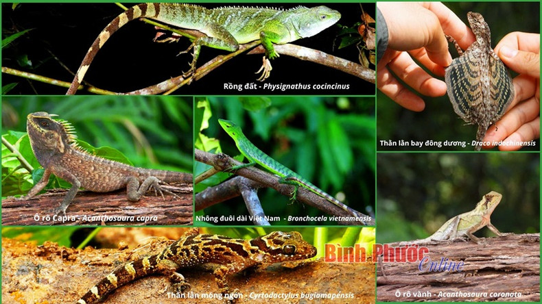 Groupe de geckos. Groupe de geckos.