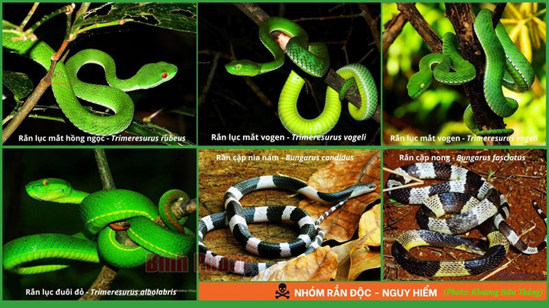 Groupe des serpents venimeux. Groupe des serpents venimeux.