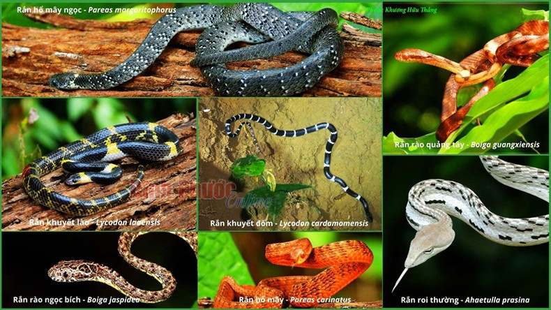 Groupe des serpents aquatiques. Groupe des serpents aquatiques.