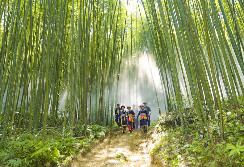 La forêt de bambous Pù Lâu, avec ses milliers de bambous droits et hauts, offre un cadre idéal pour des photos et des moments de détente. La forêt de bambous Pù Lâu, avec ses milliers de bambous droits et hauts, offre un cadre idéal pour des photos et des moments de détente.