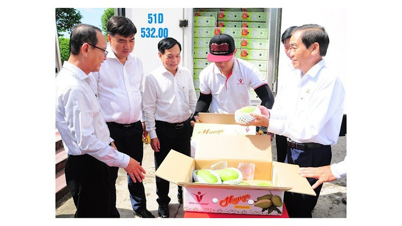 La province méridionale de Can Tho a exporté mardi un premier lot de deux tonnes de mangues éléphant vertes vers l’Australie et les États-Unis. La province méridionale de Can Tho a exporté mardi un premier lot de deux tonnes de mangues éléphant vertes vers l’Australie et les États-Unis.