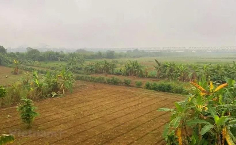 Cultures agricoles sur la vasière au milieu du fleuve Rouge. Photo : Vietnam+ Cultures agricoles sur la vasière au milieu du fleuve Rouge. Photo : Vietnam+