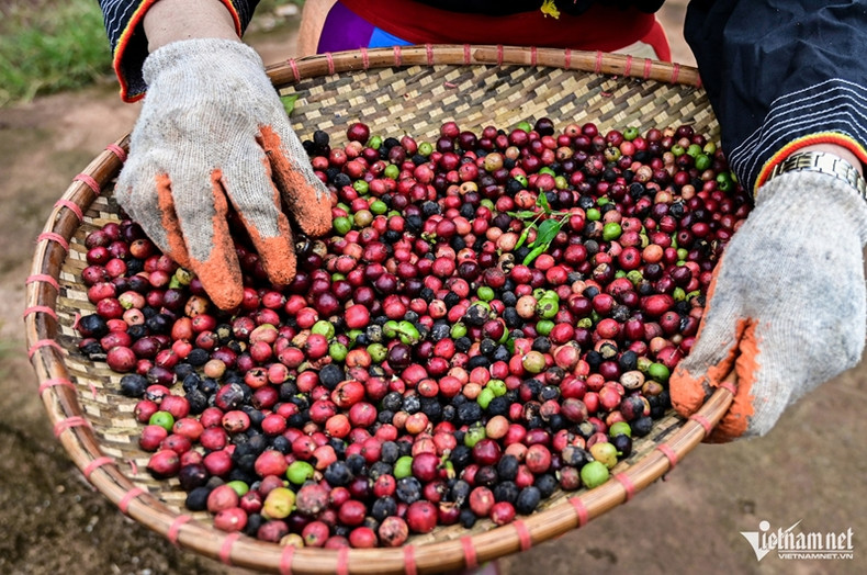 L'industrie du café a battu de nombreux records en 2024. Photo : Vietnamnet. L'industrie du café a battu de nombreux records en 2024. Photo : Vietnamnet.