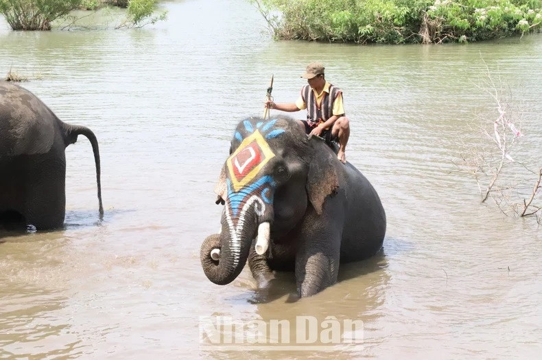 La baignade des éléphants est toujours appréciée des touristes. La baignade des éléphants est toujours appréciée des touristes.