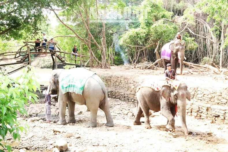 Chaque jour, le Centre touristique du pont suspendu de Buôn Dôn accueille les touristes qui viennent admirer et en apprendre davantage sur les éléphants. Ils peuvent désormais participer à des circuits touristiques durables avec les éléphants, les observant de loin, ou interagir avec eux de manière douce et sécurisée. Chaque jour, le Centre touristique du pont suspendu de Buôn Dôn accueille les touristes qui viennent admirer et en apprendre davantage sur les éléphants. Ils peuvent désormais participer à des circuits touristiques durables avec les éléphants, les observant de loin, ou interagir avec eux de manière douce et sécurisée.