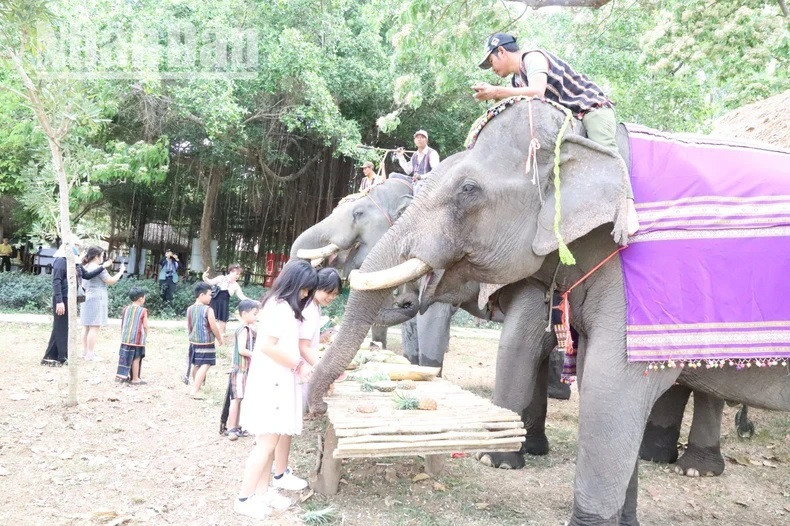 Les enfants adorent nourrir les éléphants. Les enfants adorent nourrir les éléphants.
