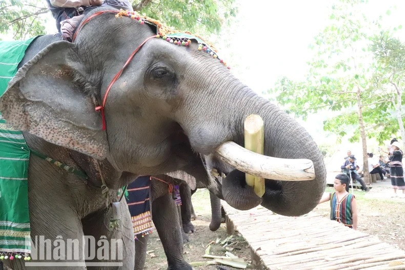 Les éléphants sont mieux nourris et en meilleure santé qu’auparavant. Les éléphants sont mieux nourris et en meilleure santé qu’auparavant.
