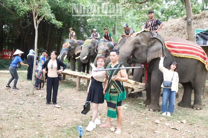 Les visiteurs du Centre touristique du pont suspendu de Buôn Dôn se sont progressivement habitués au tourisme responsable avec les éléphants. Les visiteurs du Centre touristique du pont suspendu de Buôn Dôn se sont progressivement habitués au tourisme responsable avec les éléphants.