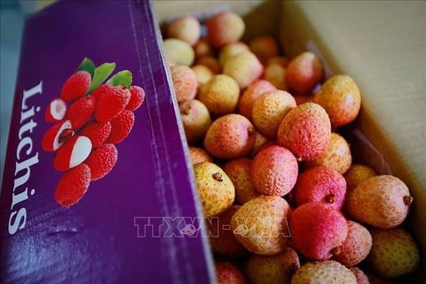Le litchi est depuis longtemps devenu une spécialité appréciée par de nombreux touristes. Photo : VNA. Le litchi est depuis longtemps devenu une spécialité appréciée par de nombreux touristes. Photo : VNA.