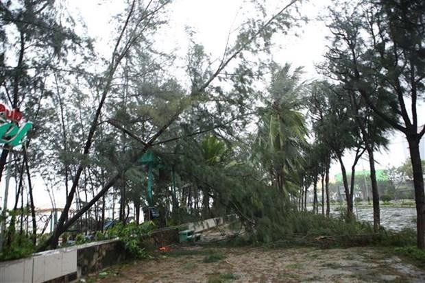 Le typhon abat de nombreux arbres. Photo : VNA Le typhon abat de nombreux arbres. Photo : VNA