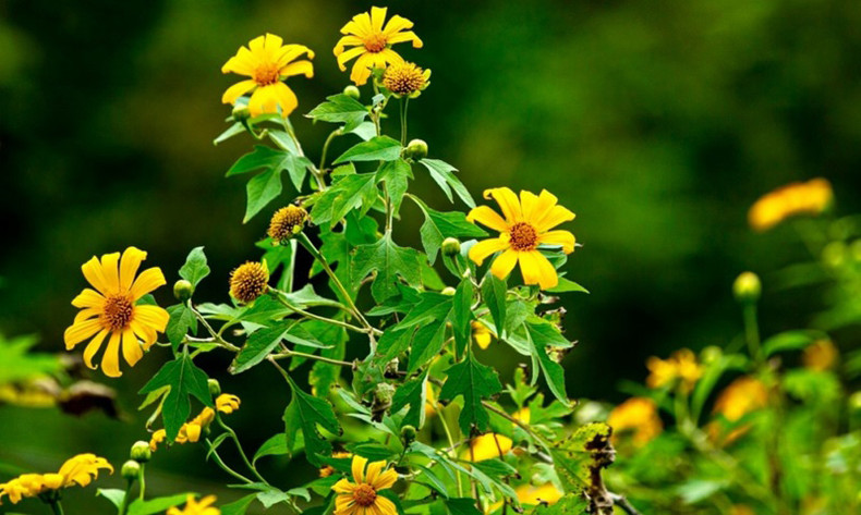 Vietnam : les tournesols mexicains attirent les visiteurs au col de Lung Pa ảnh 7 Vietnam : les tournesols mexicains attirent les visiteurs au col de Lung Pa ảnh 7