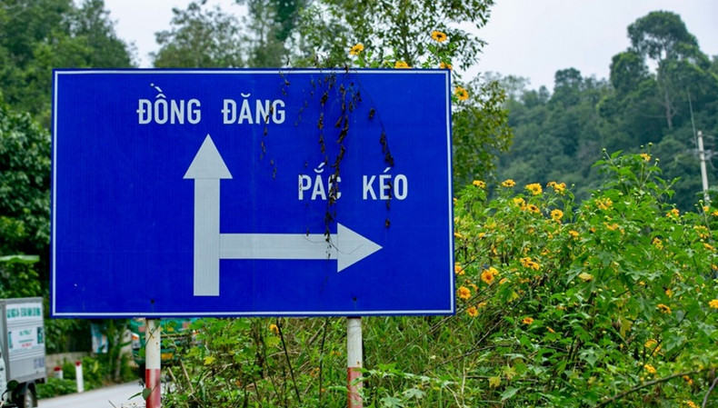 Vietnam : les tournesols mexicains attirent les visiteurs au col de Lung Pa ảnh 4 Vietnam : les tournesols mexicains attirent les visiteurs au col de Lung Pa ảnh 4