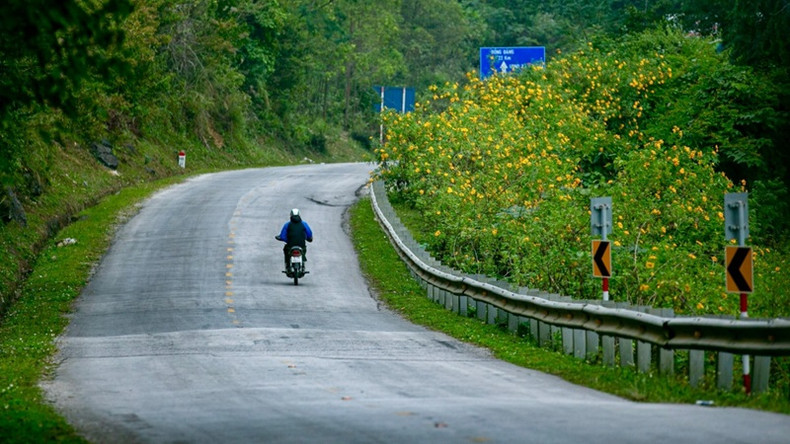 Vietnam : les tournesols mexicains attirent les visiteurs au col de Lung Pa ảnh 5 Vietnam : les tournesols mexicains attirent les visiteurs au col de Lung Pa ảnh 5
