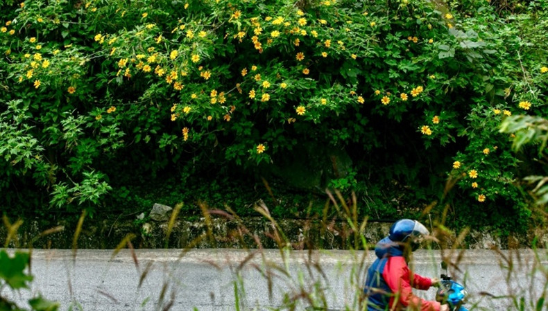 Vietnam : les tournesols mexicains attirent les visiteurs au col de Lung Pa ảnh 6 Vietnam : les tournesols mexicains attirent les visiteurs au col de Lung Pa ảnh 6