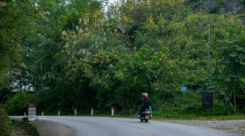 Vietnam : les tournesols mexicains attirent les visiteurs au col de Lung Pa ảnh 2 Vietnam : les tournesols mexicains attirent les visiteurs au col de Lung Pa ảnh 2