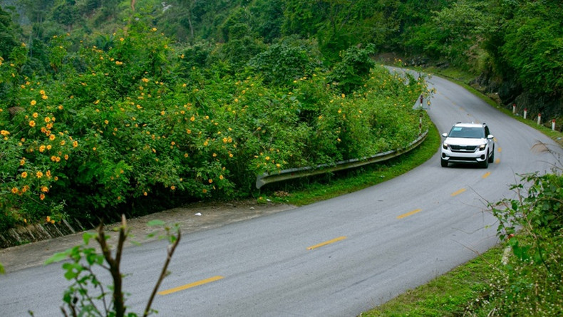 Vietnam : les tournesols mexicains attirent les visiteurs au col de Lung Pa ảnh 1 Vietnam : les tournesols mexicains attirent les visiteurs au col de Lung Pa ảnh 1