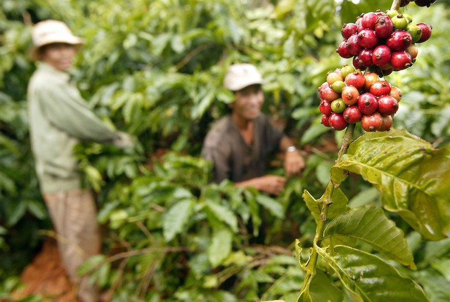 Buôn Ma Thuôt organise un festival du café en mars. Photo : Bloomberg / Getty
