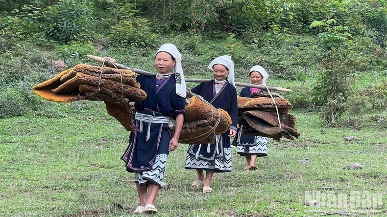Des femmes transportent la cire d’abeille au village. Des femmes transportent la cire d’abeille au village.