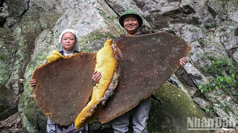 Les nids d’abeilles géantes ressemblent à d’énormes plateaux et attirent les touristes. Les nids d’abeilles géantes ressemblent à d’énormes plateaux et attirent les touristes.