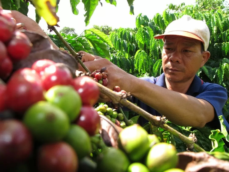 L'investissement dans les produits transformés permet d'améliorer la compétitivité du café vietnamien. Photo : congthuong.vn