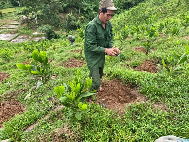 Plantation d'une espèce médicinale dans la commune de Chau Khe, district de Con Cuong. Photo : Thai Ba Tham/Comité de pilotage du projet VNM-PNUD.