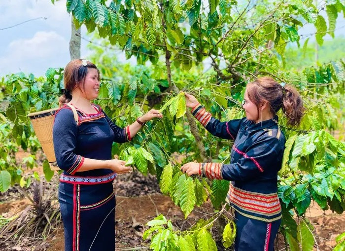 Madame Siu Yăm (à gauche, village Hlu, commune Ia Tiem) a réussi à entreprendre dans l’agriculture. Photo : GL. Madame Siu Yăm (à gauche, village Hlu, commune Ia Tiem) a réussi à entreprendre dans l’agriculture. Photo : GL.