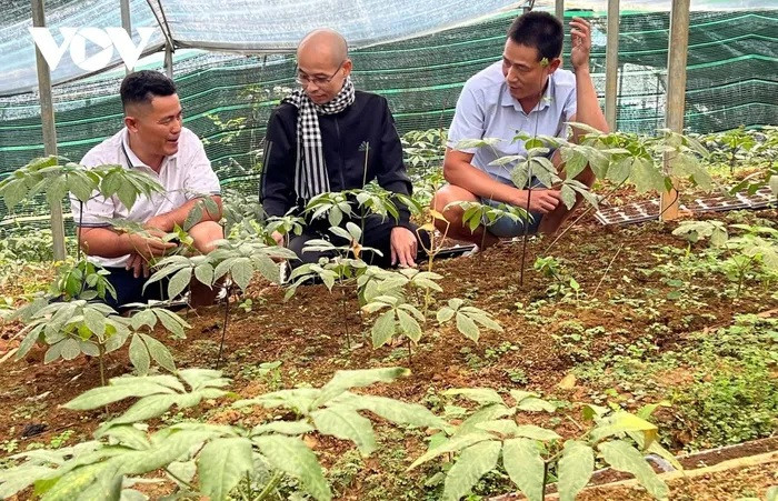 La culture du ginseng génère des revenus élevés.