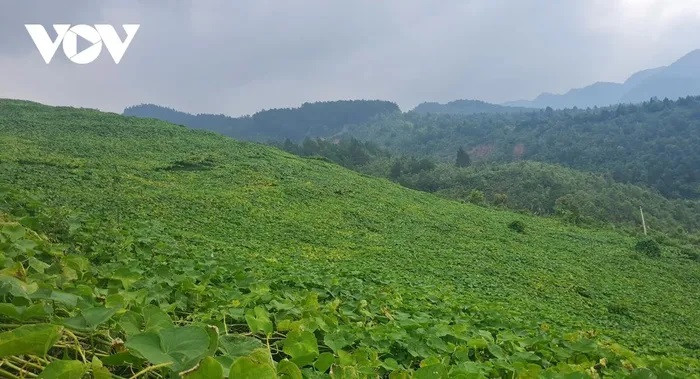 Des "fermes" verdoyantes sur les pentes de Mu Cang Chai.