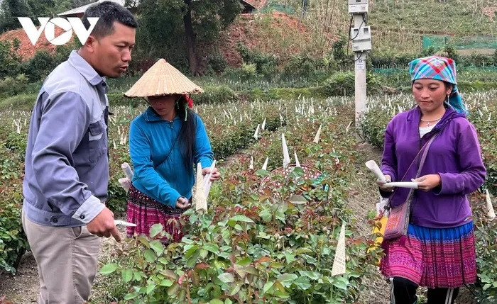 Nguyen Quang Huong, propriétaire d’une ferme de roses de 3 hectares à Nam Khat, explique que pendant les périodes de pointe, sa ferme emploie environ 20 travailleurs locaux.