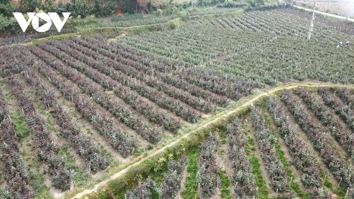 Grâce à la réorientation des cultures et à l’application de modèles agricoles à grande échelle, la vie des habitants de Mu Cang Chai a connu des changements significatifs.