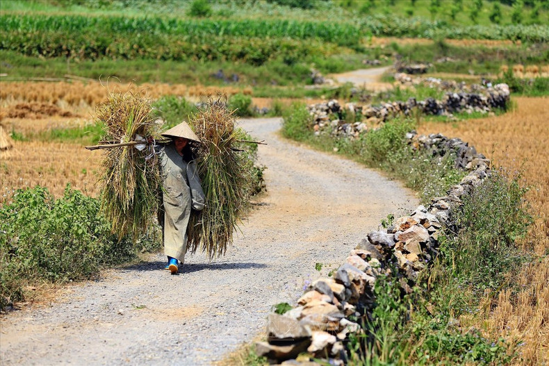 La voie menant à la montagne Mat Thân Nui est entourée des deux côtés par des murets de pierres. Photo : VNP. La voie menant à la montagne Mat Thân Nui est entourée des deux côtés par des murets de pierres. Photo : VNP.
