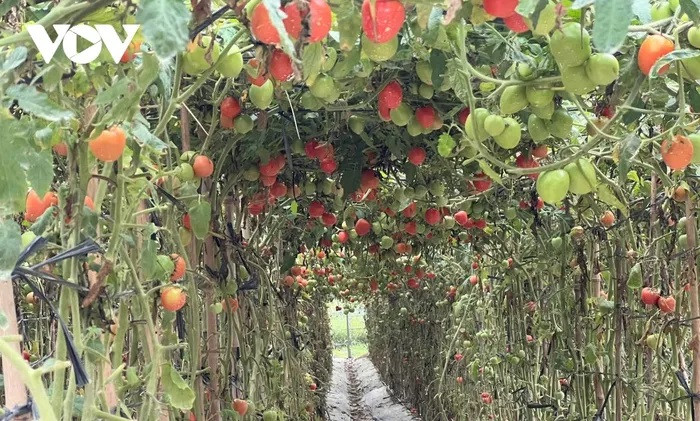 La ferme de tomates de Nguyen Van Mui, située dans le hameau de La Khat, commune de Nam Khat.