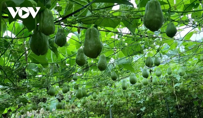 La chayote est adaptée aux conditions climatiques et au sol des montagnes, offrant des rendements exceptionnels.