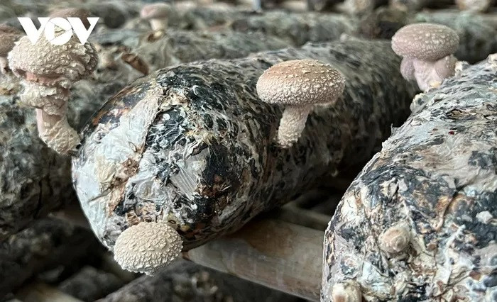 La culture des champignons bio à grande échelle aide de nombreuses familles à améliorer leurs revenus.