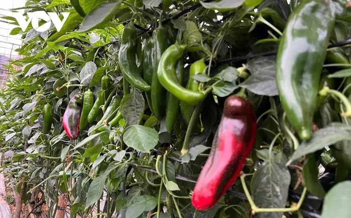 Le poivron doux est également un modèle en plein essor à Mu Cang Chai.