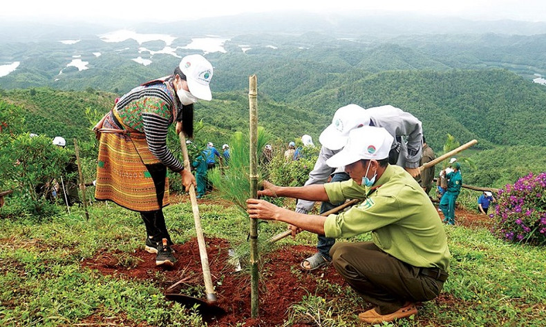 Le parc national de Tà Dùng accorde une grande importance à la plantation forestière. Photo : baodaknong.org.vn