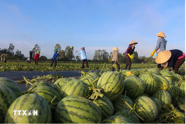 Récolte de pastèques. Photo : VNA.