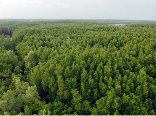 Forêt de mangrove de Can Gio. Photo : VNA. Forêt de mangrove de Can Gio. Photo : VNA.