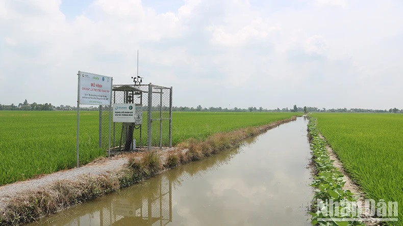 Modèle de production de riz selon les normes SRP dans le district de Thap Muoi, province de Dong Thap.