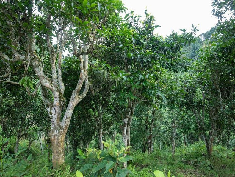 Les théiers shan donnent un thé très spécial. Photo : tcdulichtphcm
