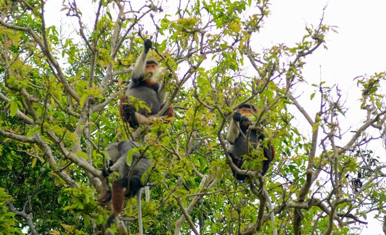 Préserver les espèces sauvages menacées fait partie des objectifs de la Stratégie nationale sur la biodiversité à l'horizon 2050. Photo : VNA.