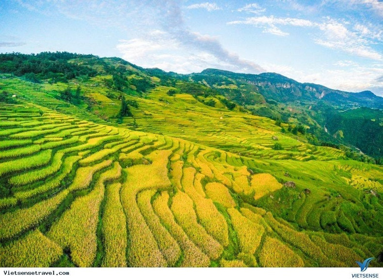 Y Tý au cours de la récolte de riz. Photo : Vietsensetravel.vn Y Tý au cours de la récolte de riz. Photo : Vietsensetravel.vn