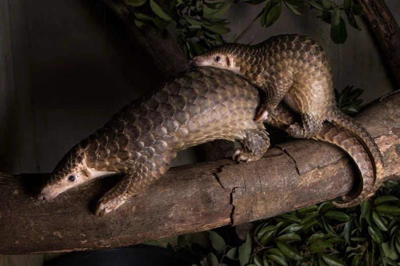 Diversité des écosystèmes. Diversité des écosystèmes.